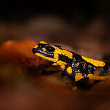 Amphibians